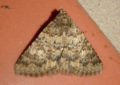 8680.2 - Matigramma emmilta; Owlet Moth species
