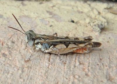 Psoloessa Slant-faced Grasshopper species; male