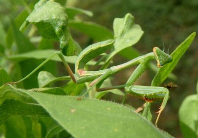 Stagmomantis Mantid species nymph