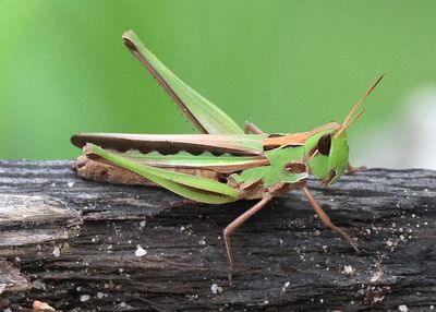 Syrbula montezuma; Montezuma's Grasshopper; female