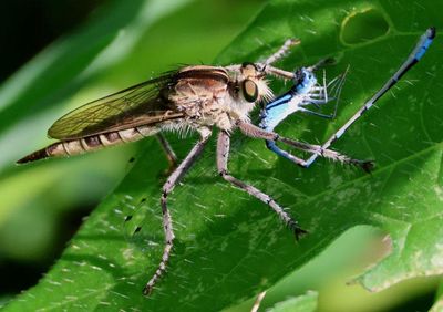 Triorla interrupta; Robber Fly species; female