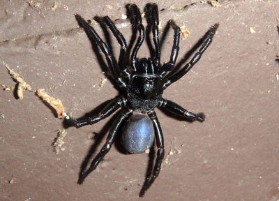 Ummidia timcotai; Cork-lid Trapdoor Spider species