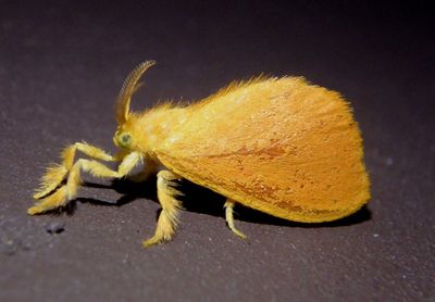4702 - Dalcerides ingenita; Jewel Caterpillar Moth species
