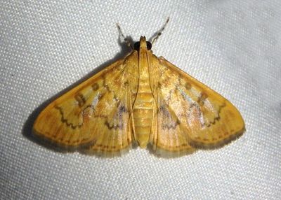 5269 - Psara dryalis; Crambid Snout Moth species