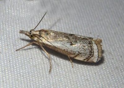 5421 - Microcrambus polingi; Crambine Snout Moth species