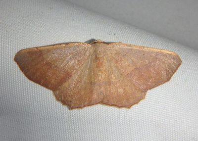 6886 - Besma rubritincta; Geometrid Moth species; male