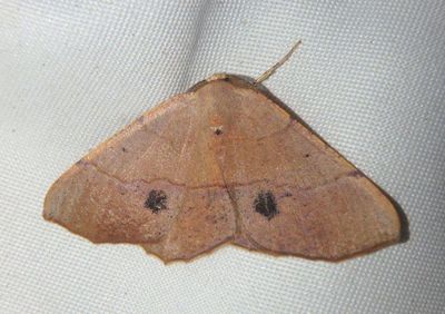 6886 - Besma rubritincta; Geometrid Moth species; male