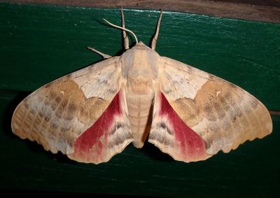 7829 - Pachysphinx occidentalis; Western Poplar Sphinx