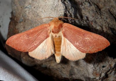 7914 - Datana perfusa; Prominent Moth species