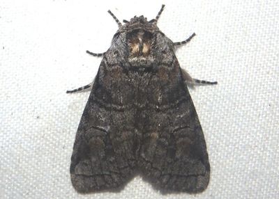 7962 - Afilia oslari; Prominent Moth species