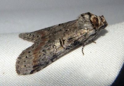 7963 - Scevesia angustiora; Prominent Moth species