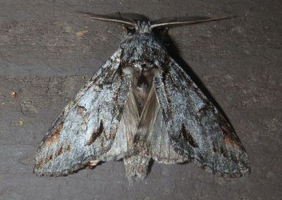 7976.1 - Macrurocampa miranda; Prominent Moth species