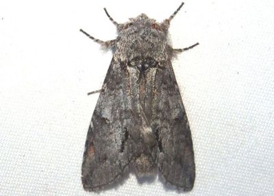 7976.1 - Macrurocampa miranda; Prominent Moth species