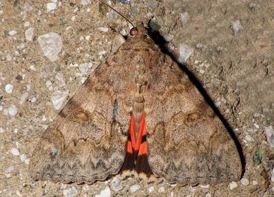 8825 - Catocala jessica; Jessica Underwing