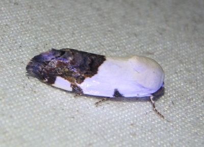 9142 - Tarache quadriplaga; Bird Dropping Moth species
