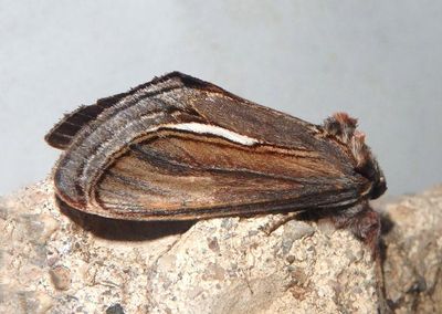 9304 - Gerrodes minatea; Owlet Moth species