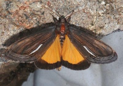 9304 - Gerrodes minatea; Owlet Moth species