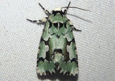 9719 - Emarginea dulcinea; Owlet Moth species
