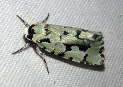 9719 - Emarginea dulcinea; Owlet Moth species