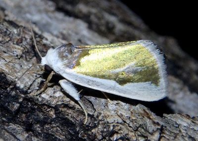9737 - Neumoegenia poetica; Poetry Moth