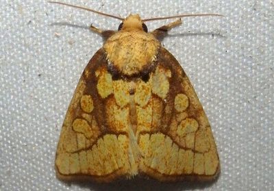 9799 - Nocloa alcandra; Owlet Moth species