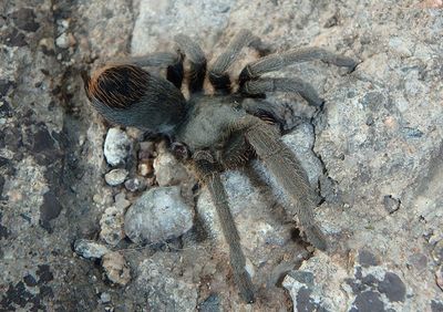 Aphonopelma madera; Madera Canyon Tarantula