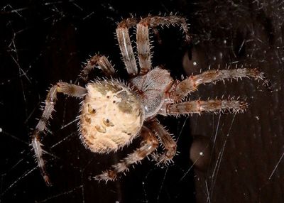 Araneus gemmoides; Cat-Faced Spider; male
