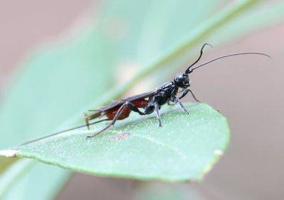 Atanycolus Braconid Wasp species; female
