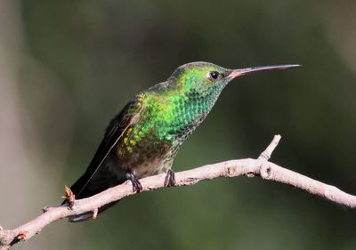 Broad-billed X Berylline Hummingbird hybrid; male