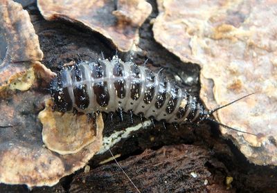 Cypherotylus californicus; Pleasing Fungus Beetle species larva