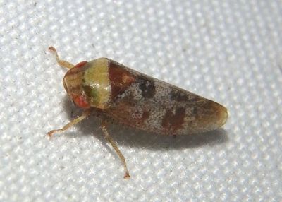 Dragonana dracontea; Leafhopper species