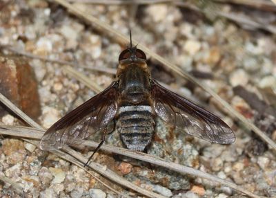 Exoprosopa rostrifera; Bee Fly species