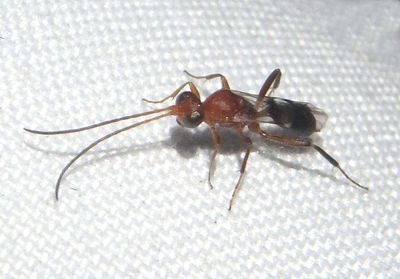 Gelis tenellus; Ichneumon Wasp species; female