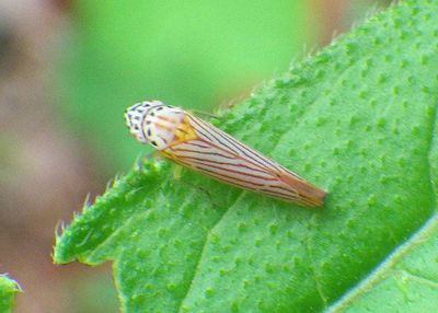 Graphocephala aurora; Sharpshooter species