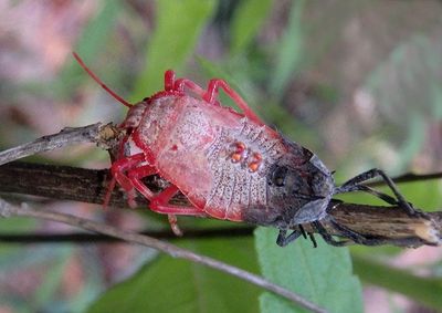 Largidae Bordered Plant Bug species; molting nymph