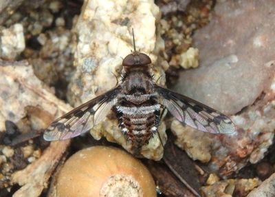 Lepidanthrax disjunctus complex; Bee fly species