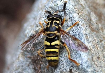 Milesia bella; Syrphid Fly species