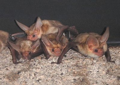 Pallid Bats 