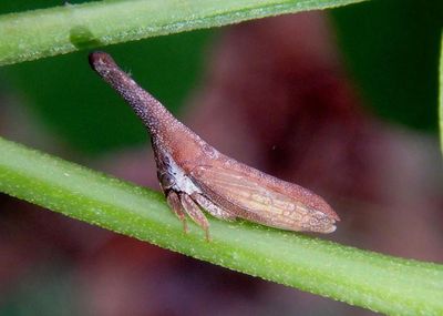 Philya ferruginosa; Treehopper species