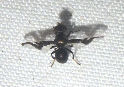 Rivellia wulpiana; Signal Fly species
