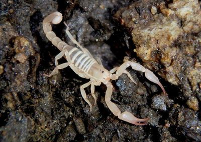 Pseudouroctonus santarita; Pseudouroctonus Samaritan; juvenile