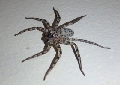 Selenops Spider species 