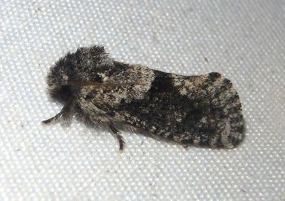 0370 - Acrolophus persimplex; Grass Tubeworm Moth species