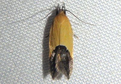 1525 - Triclonella xuthocelis; Cosmet Moth species