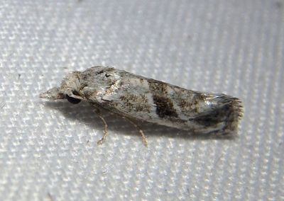 3791 - Eugnosta mexicana; Tortricid Moth species