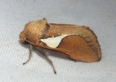 4670 - Prolimacodes trigona; Western Skiff Moth
