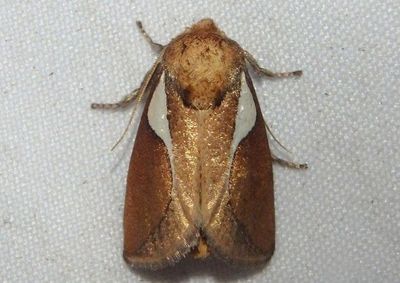 4670 - Prolimacodes trigona; Western Skiff Moth