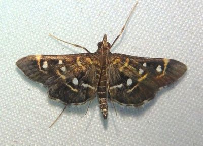 5175 - Diathrausta harlequinalis; Crambid Snout Moth species