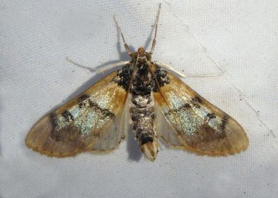 5236 - Laniifera cyclades; Pyralid Moth species