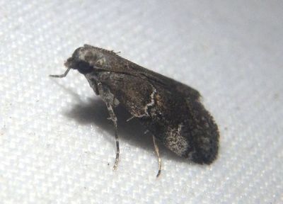 5645 - Alpheias vicarilis; Pyralid Moth species